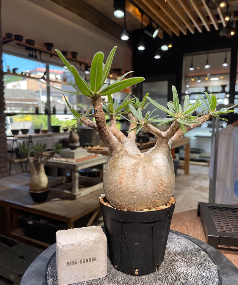 パキポディウム グラキリス Pachypodium gracilius 発根済 (gk-50