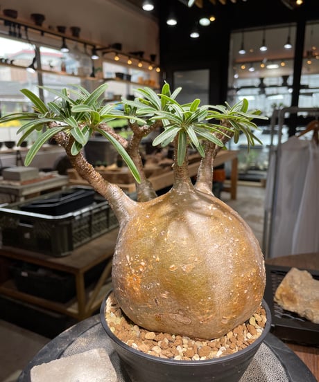 パキポディウム グラキリス　Pachypodium gracilius 　発根済　(gk-495）