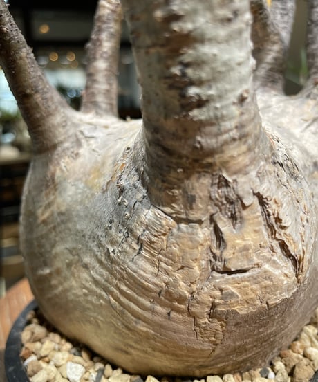パキポディウム グラキリス　Pachypodium gracilius 　発根済　(gk-368)