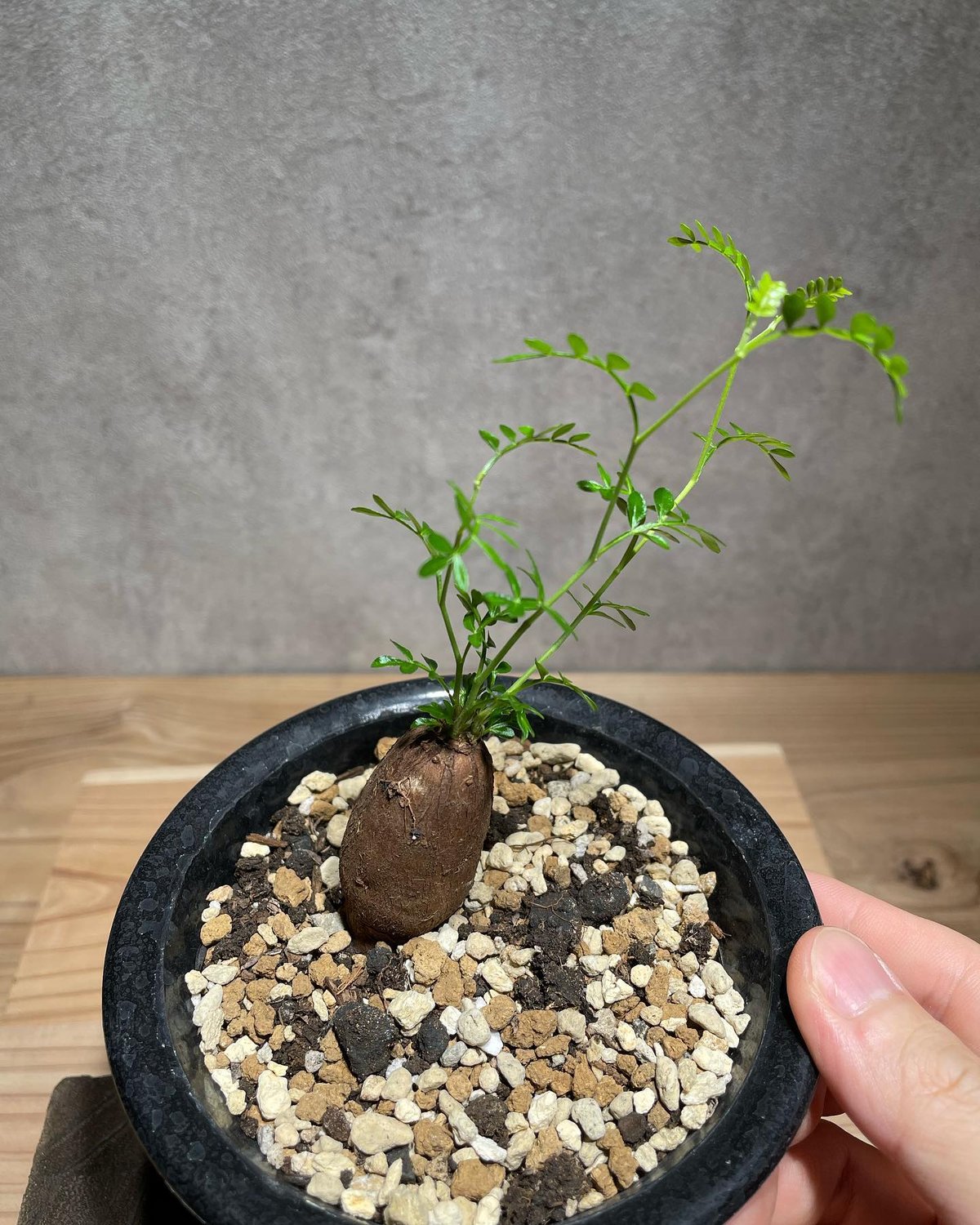 【良株】オペルクリカリア・パキプス55 オペルクリカリア パキプス 根差し (商品番号PP-55) | RISE-CAUDEX ONL