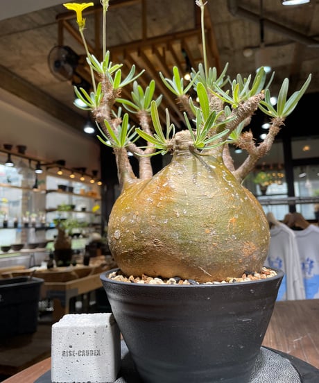 パキポディウム グラキリス　Pachypodium gracilius 　発根済　(gk-448）