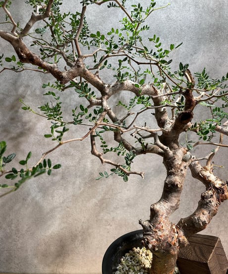 コミフォラ モンストローサ /Commiphora monstrosa　発根済　 (幹幅約3.5cm)　(商品番号mr-11)