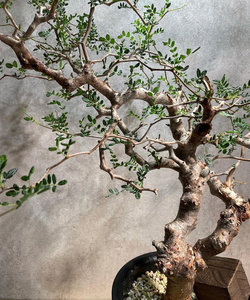 コミフォラ モンストローサ /Commiphora monstrosa 発根済 (幹幅