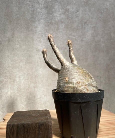 パキポディウム グラキリス　Pachypodium gracilius 　発根済　(商品番号gk-36)
