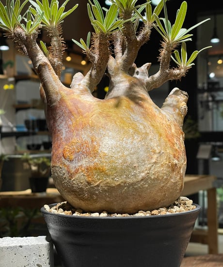 パキポディウム グラキリス　Pachypodium gracilius 　発根済　(gk-262)
