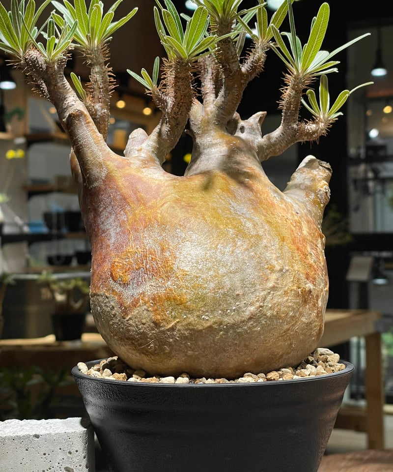 パキポディウム グラキリス Pachypodium gracilius 発根済 (gk-26