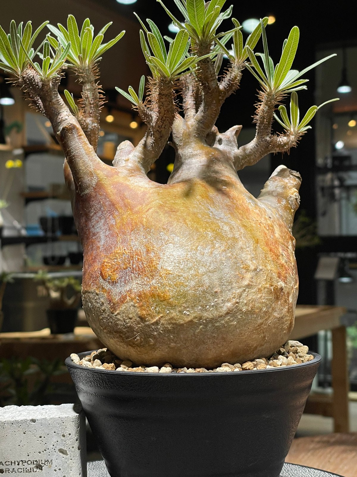 パキポディウム グラキリス Pachypodium gracilius 発根済 (gk-26