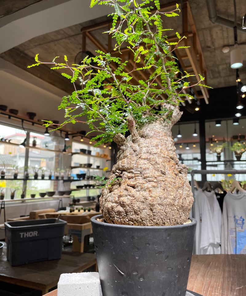 オペルクリカリア パキプス/Operculicarya pachypus 発根済 (商品番号P オペルクリカリア パキプス/Operculicarya pachypus 発根済 (商品番号P