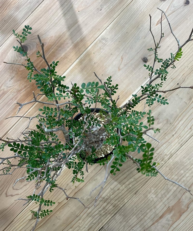 h*n様 820塊根オペルクリカリアパキプス Operculicarya pac オペルクリカリア パキプス／Operculicarya pachypus 発根済 手