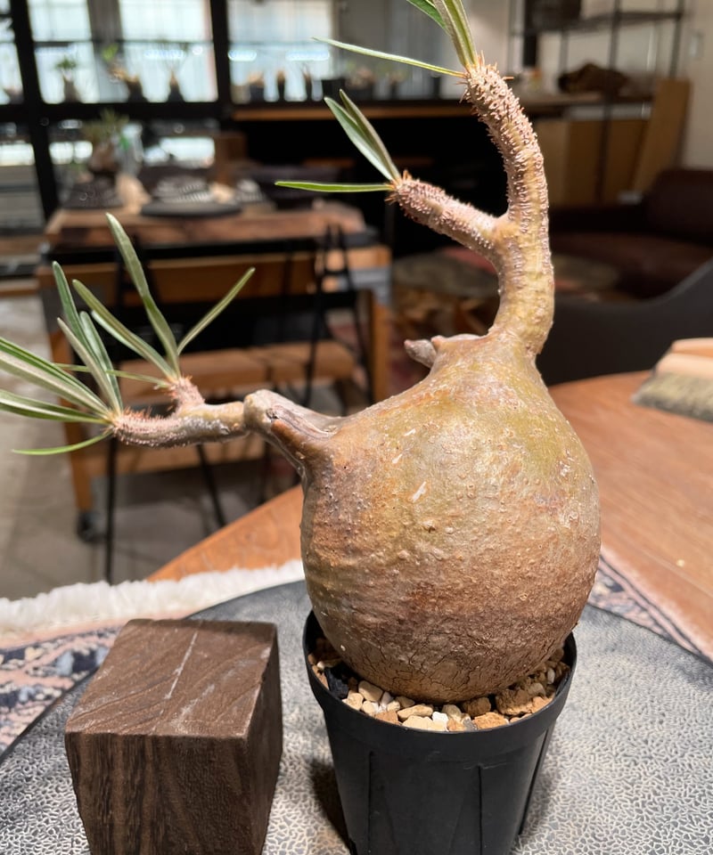 パキポディウム グラキリス Pachypodium gracilius 発根済 (gk-39