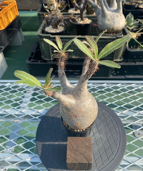パキポディウム グラキリス　Pachypodium gracilius 　発根済　(商品番号gk-142)