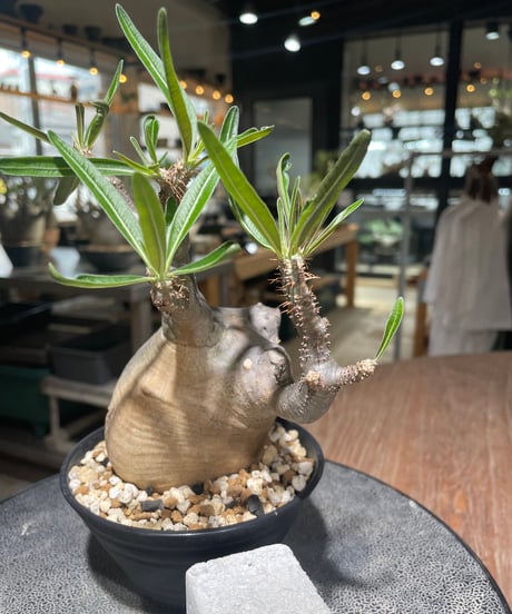 パキポディウム グラキリス　Pachypodium gracilius 　発根済　(gk-558)