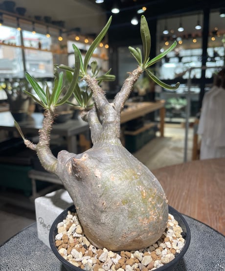 パキポディウム グラキリス　Pachypodium gracilius 　発根済　(gk-558)