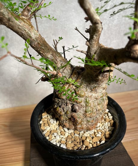 オペルクリカリア パキプス／Operculicarya pachypus　発根済  丸型 (塊根幅7cm)　(商品番号PP-16)