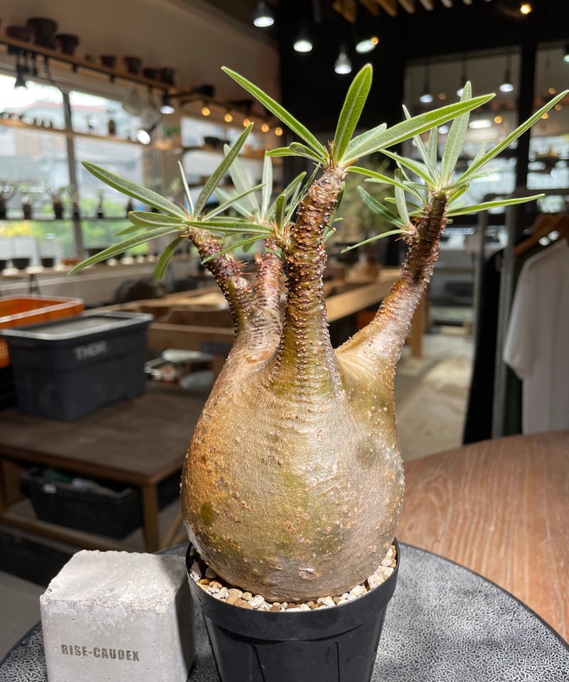 パキポディウム グラキリス Pachypodium gracilius 発根済 (gk-52