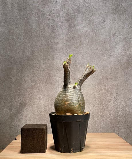 パキポディウム グラキリス　Pachypodium gracilius 　発根済　(商品番号gk-47)