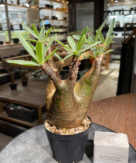 パキポディウム グラキリス　Pachypodium gracilius 　発根済　(gk-540)