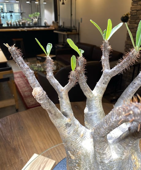パキポディウム グラキリス　Pachypodium gracilius 　発根済　(商品番号gk-183)