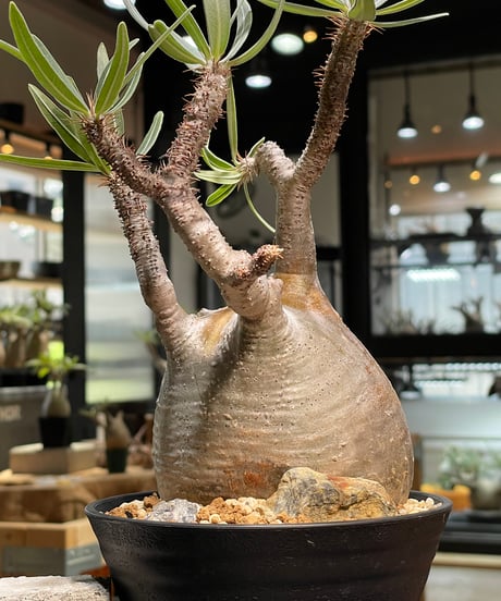 パキポディウム グラキリス　Pachypodium gracilius 　発根済　(gk-482)