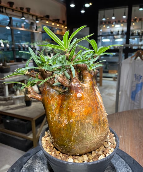 パキポディウム グラキリス　Pachypodium gracilius 　発根済　(gk-515）