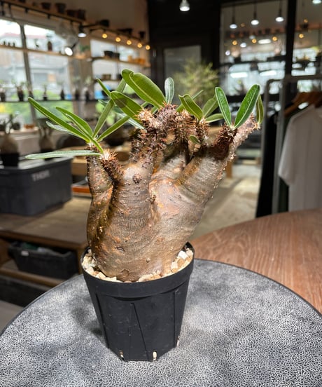 パキポディウム グラキリス　Pachypodium gracilius 　発根済　(gk-528)