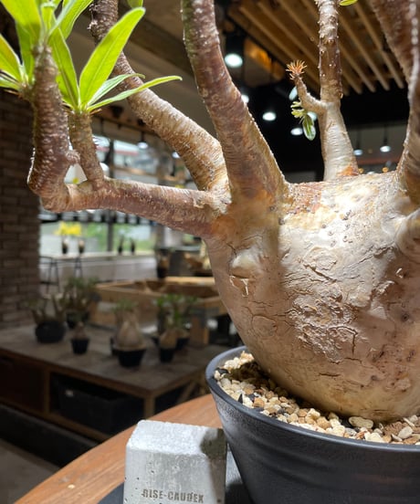 パキポディウム グラキリス　Pachypodium gracilius 　発根済　(gk-464)