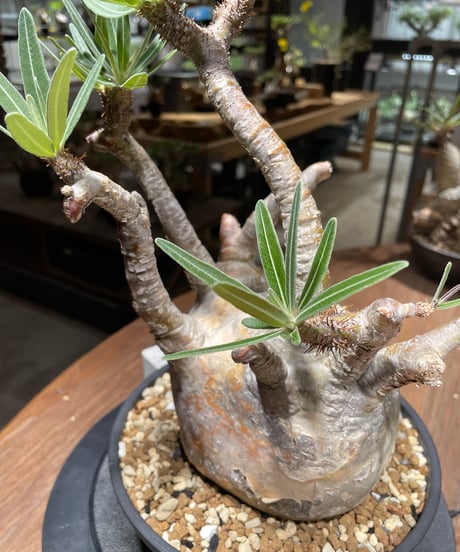 パキポディウム グラキリス　Pachypodium gracilius 　発根済　(gk-463)