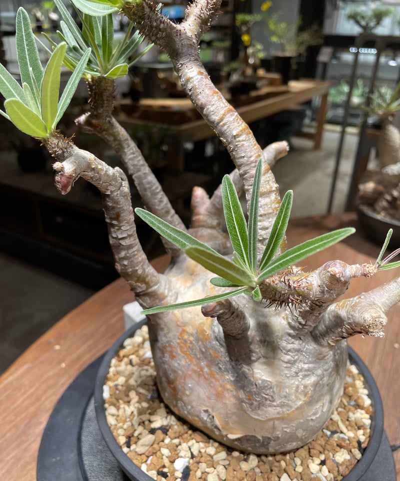 パキポディウム グラキリス Pachypodium gracilius 発根済 (gk-46