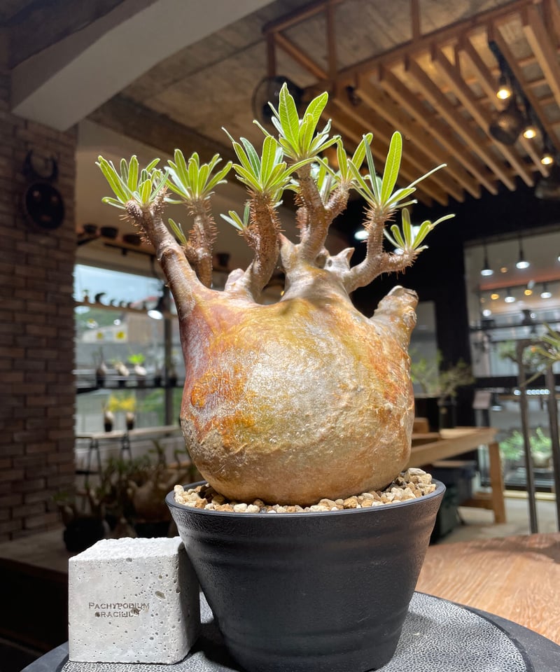 パキポディウム グラキリス Pachypodium gracilius 発根済 (gk-26