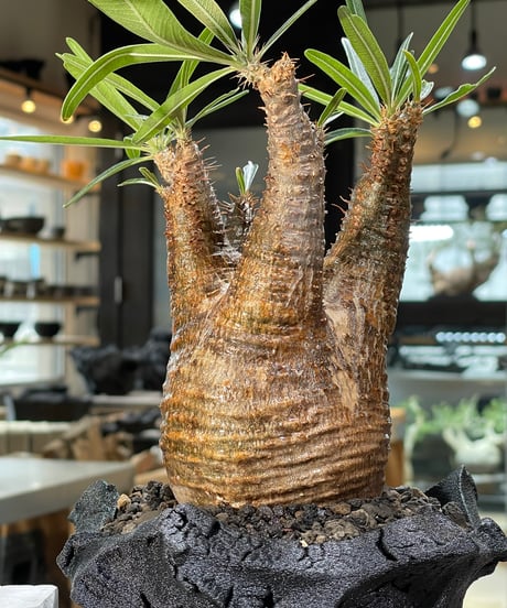 パキポディウム グラキリス　Pachypodium gracilius 　発根済　(gk-570)(鉢：LAVOR Ssize CARBONBLACK)