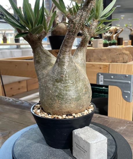 パキポディウム グラキリス　Pachypodium gracilius 　発根済　(gk-429)