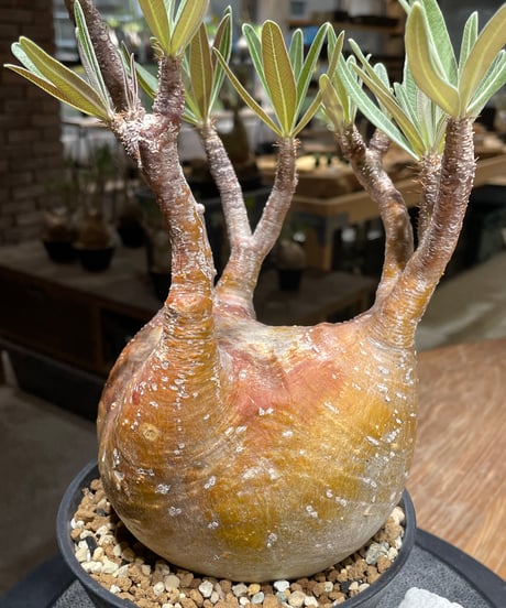 パキポディウム グラキリス　Pachypodium gracilius 　発根済　(gk-456）