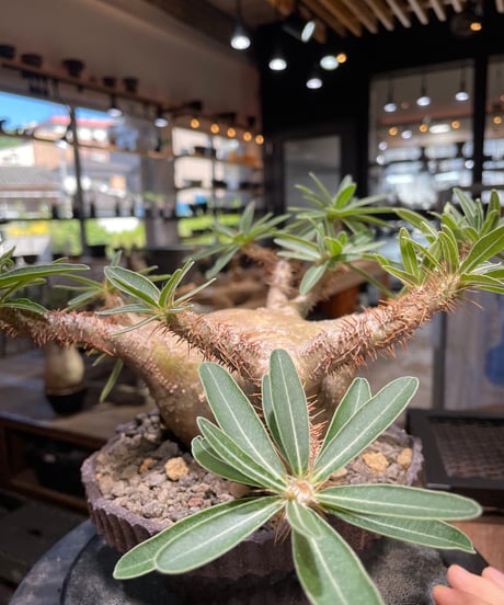 パキポディウム グラキリス　Pachypodium gracilius 　発根済　(gk-509kuniaki matsui）