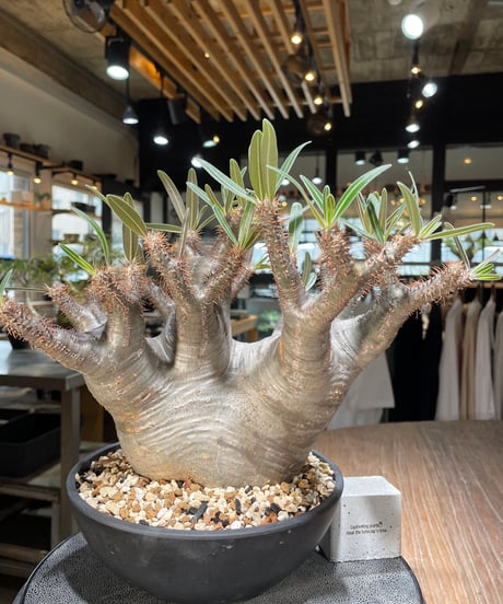 パキポディウム グラキリス　Pachypodium gracilius 　発根済　(gk-564)