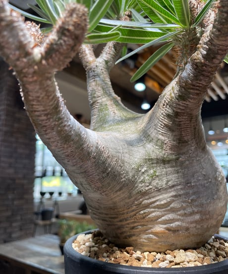 パキポディウム グラキリス　Pachypodium gracilius 　発根済　(gk-479)
