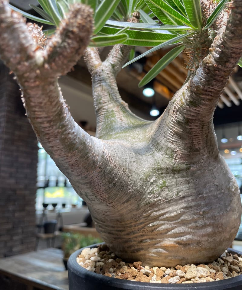 パキポディウム グラキリス Pachypodium gracilius 発根済 (gk-47