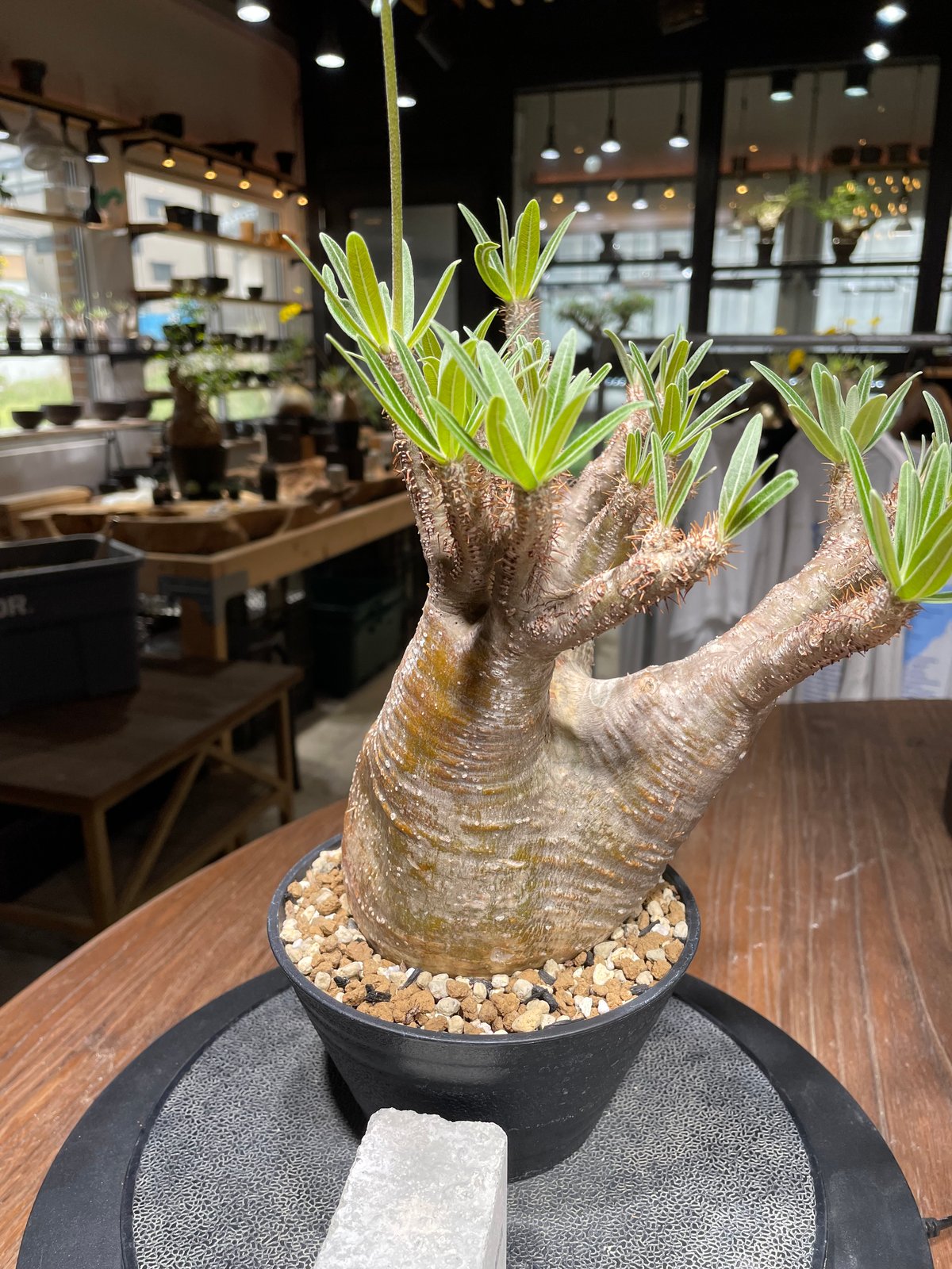 パキポディウム グラキリス Pachypodium gracilius 発根済 (gk-44