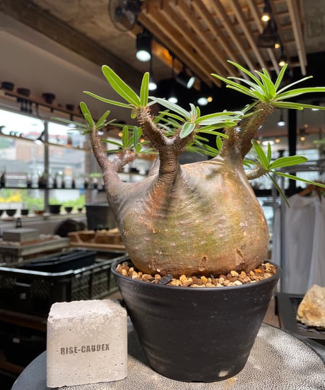 パキポディウム グラキリス　Pachypodium gracilius 　発根済　(gk-494）