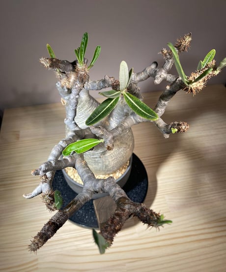 パキポディウム グラキリス　Pachypodium gracilius 　発根済　(商品番号gk-104valiem)VALIEM  (VALIEMタグ付き)