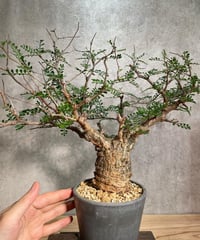 オペルクリカリア パキプス／Operculicarya pachypus　発根済　手乗りサイズ (塊根幅約6.5cm)　(商品番号PP-35)