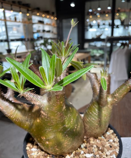 パキポディウム グラキリス　2頭　Pachypodium gracilius 　発根済　(gk-550)