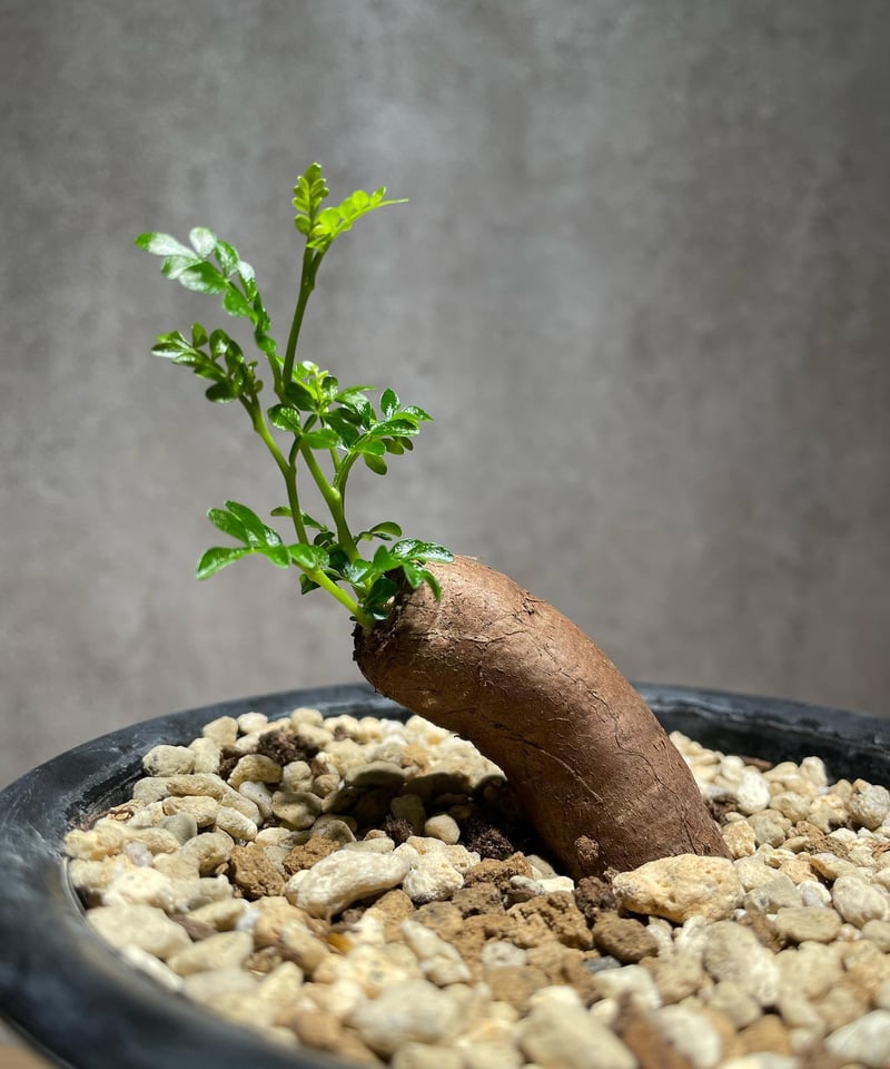 オペルクリカリア パキプス 根差し (商品番号PP-57) | RISE-CAUDEX ONL