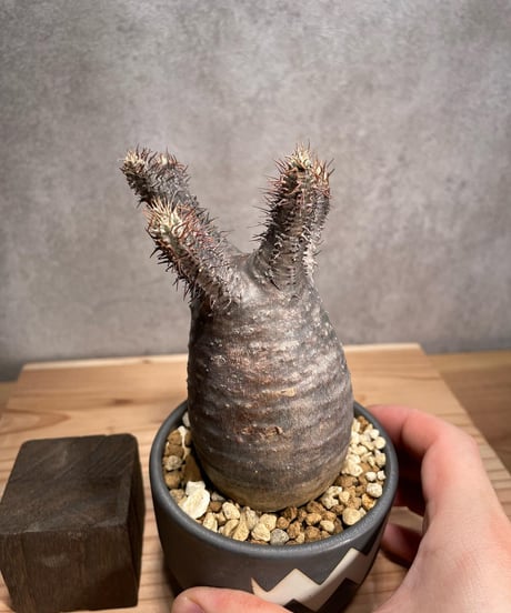 パキポディウム グラキリス　Pachypodium gracilius 　発根済　(商品番号gk-50valiem)  VALIEM 　BOWL　sizeS　(VALIEMタグ付き)