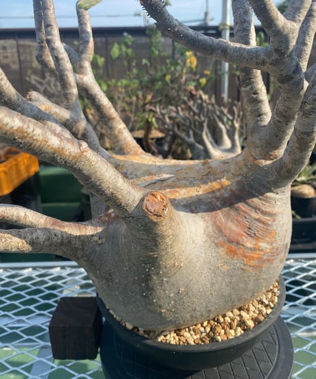 パキポディウム グラキリス　Pachypodium gracilius 　発根済　(商品番号gk-117)