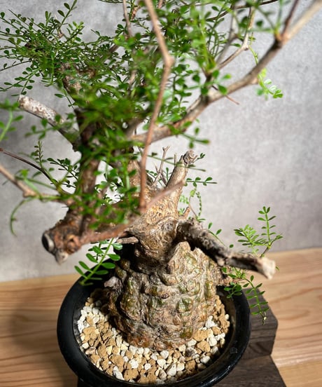 オペルクリカリア パキプス／Operculicarya pachypus　発根済  丸型 (塊根幅7cm)　(商品番号PP-16)