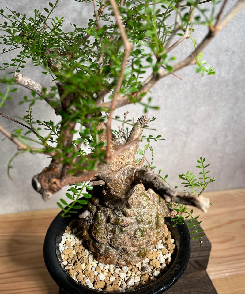 オペルクリカリア パキプス／Operculicarya pachypus 発根済 丸