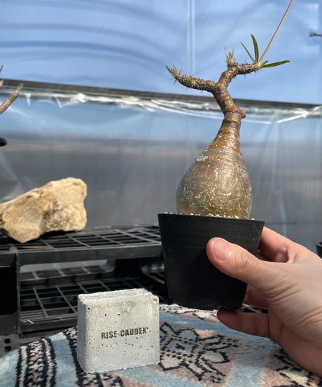 パキポディウム グラキリス　Pachypodium gracilius 　発根済　(gk-419)
