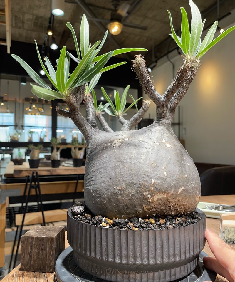 パキポディウム グラキリス Pachypodium gracilius 発根済 (gk-41