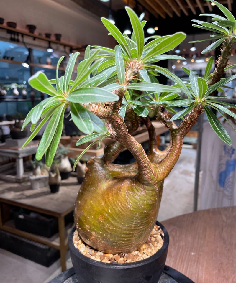 ザ*）様 パキポディウム グラキリス 発根済pachypodhium Graci パキポディウム グラキリス Pachypodium gracilius 発根済 (gk-48