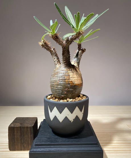 CATEGORY VALIEM鉢植込み | RISE-CAUDEX ONLINE STORE CATEGORY VALIEM鉢植込み | RISE-CAUDEX ONLINE STORE